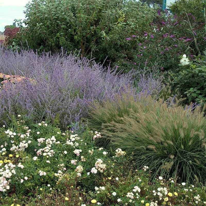 'Hameln' Fountain Grass 'Hameln' Fountain Grass -Great Garden Plants Shop pennisetum hameln dwarf fountain grass 1 sw