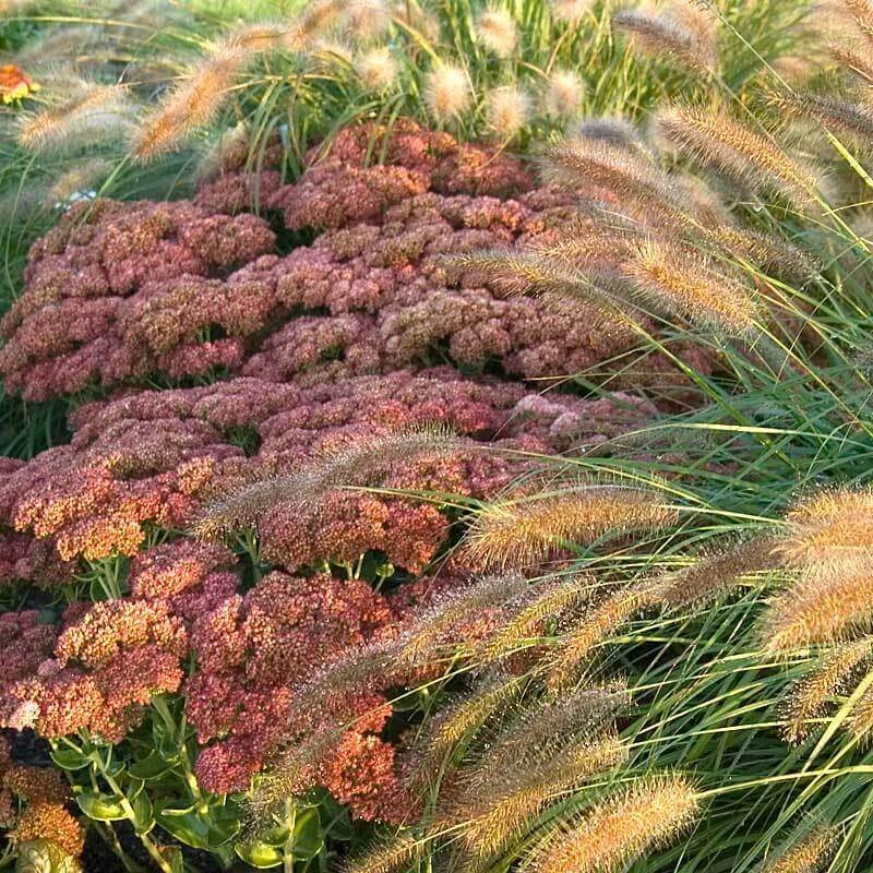 'Hameln' Fountain Grass 'Hameln' Fountain Grass -Great Garden Plants Shop pennisetum hameln dwarf fountain grass 2 sw