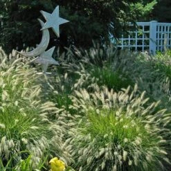 'Hameln' Fountain Grass 2 'Hameln' Fountain Grass -Great Garden Plants Shop pennisetum hameln dwarf fountain grass 4 sw
