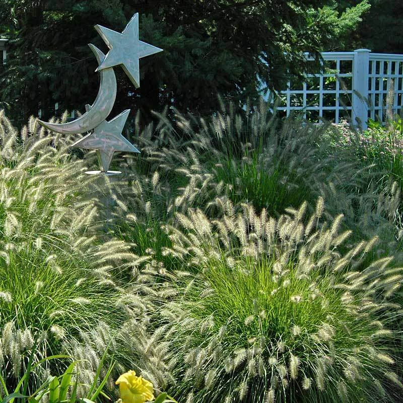 'Hameln' Fountain Grass 'Hameln' Fountain Grass -Great Garden Plants Shop pennisetum hameln dwarf fountain grass 4 sw