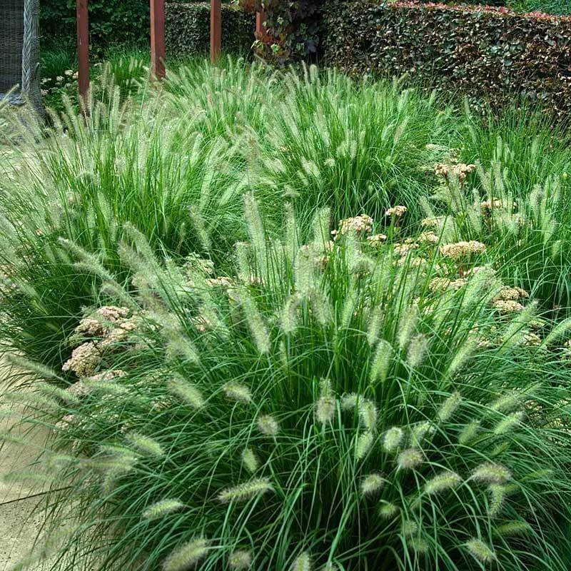 'Hameln' Fountain Grass 'Hameln' Fountain Grass -Great Garden Plants Shop pennisetum hameln dwarf fountain grass 5 sw
