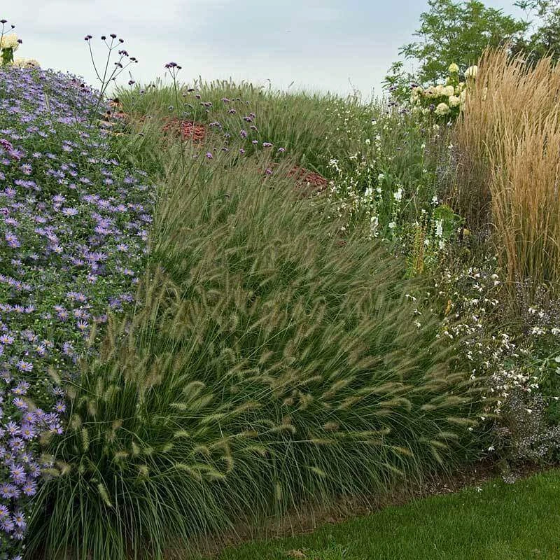 'Hameln' Fountain Grass 'Hameln' Fountain Grass -Great Garden Plants Shop pennisetum hameln dwarf fountain grass 6 sw