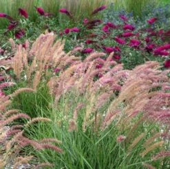 'Karley Rose' Fountain Grass -Great Garden Plants Shop pennisetum karley rose 2 sw