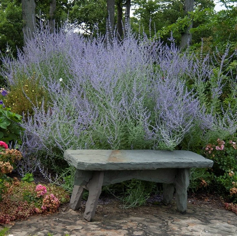 Russian Sage Russian Sage -Great Garden Plants Shop perovskia atriplicifolia russian sage 1