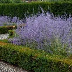 Russian Sage 2 Russian Sage -Great Garden Plants Shop perovskia atriplicifolia russian sage 3