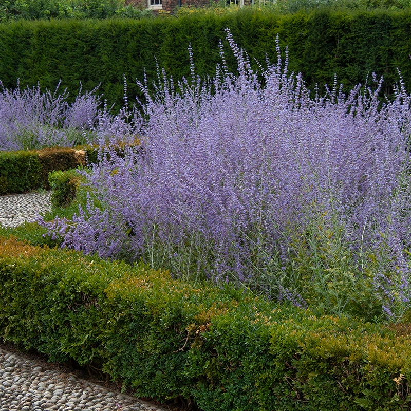 Russian Sage Russian Sage -Great Garden Plants Shop perovskia atriplicifolia russian sage 3