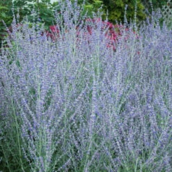 Russian Sage 3 Russian Sage -Great Garden Plants Shop perovskia atriplicifolia russian sage 4