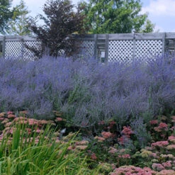 Russian Sage 4 Russian Sage -Great Garden Plants Shop perovskia atriplicifolia russian sage 5