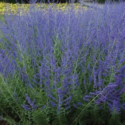 Deer & Rabbit Resistant Perennials Collection 2 Deer & Rabbit Resistant Perennials Collection -Great Garden Plants Shop perovskia atriplicifolia russian sage 6 bf16f52f abfc 404b afc3 fbe3f0445e3e