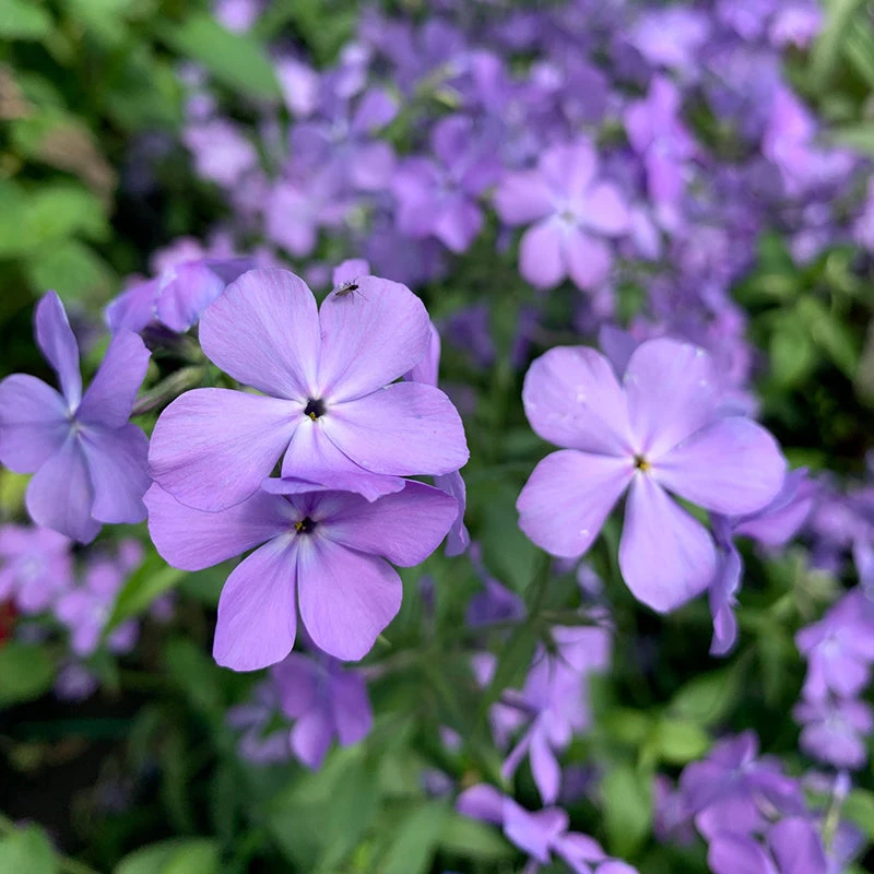 'Blue Moon' Woodland Phlox 'Blue Moon' Woodland Phlox -Great Garden Plants Shop phlox divaricata blue moon 1