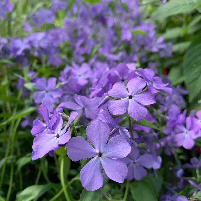 'Blue Moon' Woodland Phlox 'Blue Moon' Woodland Phlox -Great Garden Plants Shop phlox divaricata blue moon 2