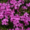 'Magenta Sprite' Hybrid Spring Phlox
