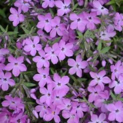 'Rose Sprite' Hybrid Spring Phlox -Great Garden Plants Shop phlox rose sprite 1