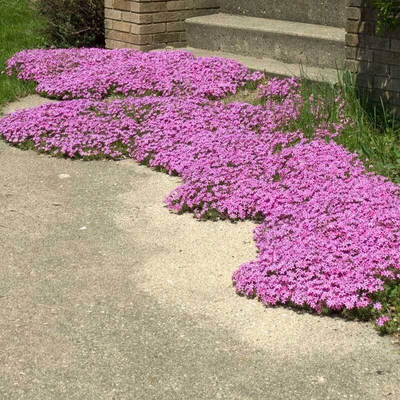 'Drummond's Pink' Creeping Phlox 'Drummond's Pink' Creeping Phlox -Great Garden Plants Shop phlox subulata drummonds pink creeping phlox 3 sw