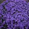 Mountainside™ 'Crater Lake' Phlox