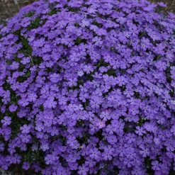 Mountainside™ 'Crater Lake' Phlox
