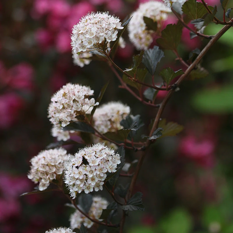 Summer Wine® Ninebark Summer Wine® Ninebark -Great Garden Plants Shop physocarpus summer wine 2