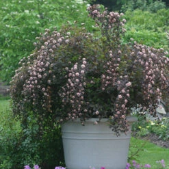 Summer Wine® Ninebark 2 Summer Wine® Ninebark -Great Garden Plants Shop physocarpus summer wine 3