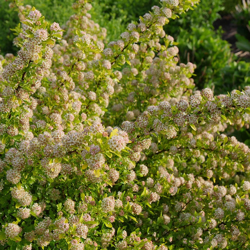 Tiny Wine® Gold Ninebark Tiny Wine® Gold Ninebark -Great Garden Plants Shop physocarpus tiny wine gold 2