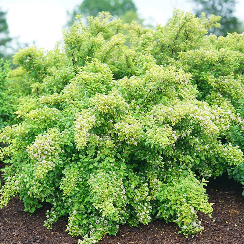 Tiny Wine® Gold Ninebark Tiny Wine® Gold Ninebark -Great Garden Plants Shop physocarpus tiny wine gold 3