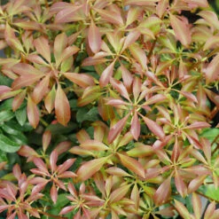 Interstella® Lily-of-the-Valley Shrub -Great Garden Plants Shop pieris interstella 2