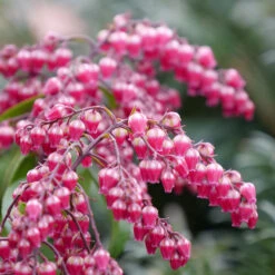 Interstella® Lily-of-the-Valley Shrub -Great Garden Plants Shop pieris interstella 4