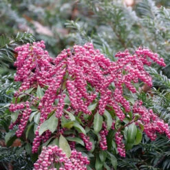 Interstella® Lily-of-the-Valley Shrub -Great Garden Plants Shop pieris interstella 5