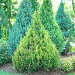 Pinpoint® Gold False Cypress -Great Garden Plants Shop pinpoint gold false cypress 2