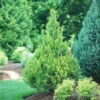 Pinpoint® Gold False Cypress