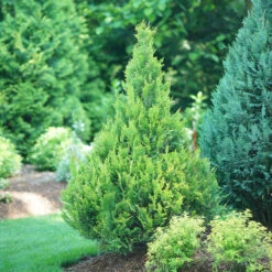 Pinpoint® Gold False Cypress