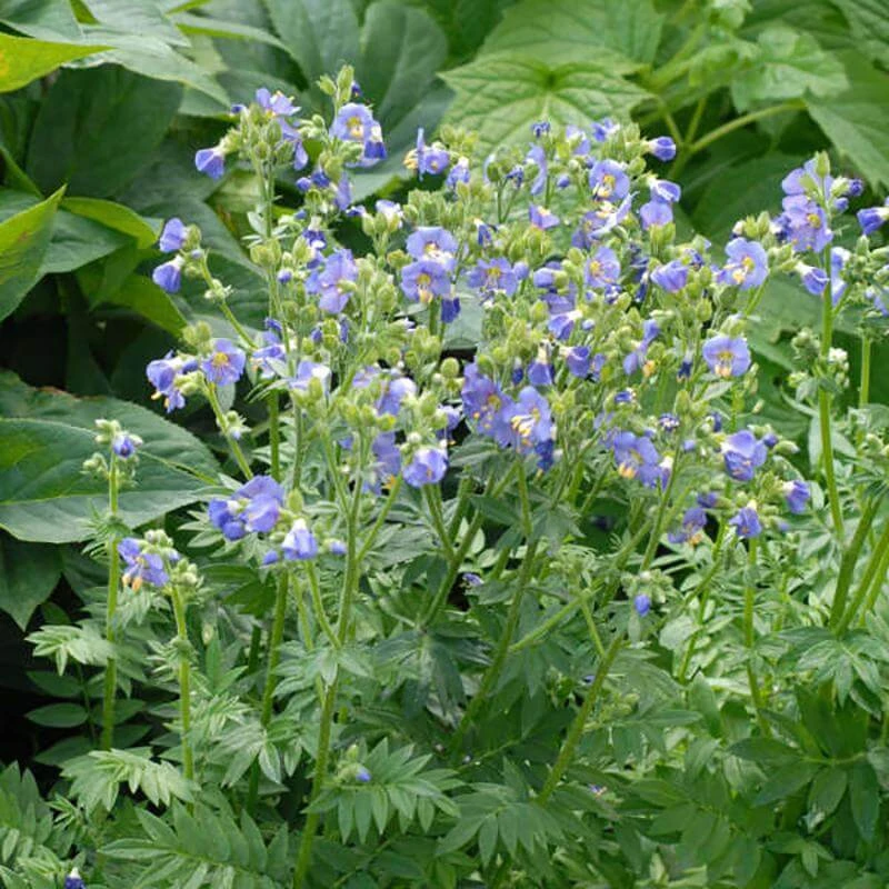 'Heavenly Habit' Jacob's Ladder 'Heavenly Habit' Jacob's Ladder -Great Garden Plants Shop polemonium heavenly habit 2 sw