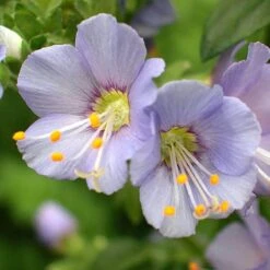 'Heavenly Habit' Jacob's Ladder 2 'Heavenly Habit' Jacob's Ladder -Great Garden Plants Shop polemonium heavenly habit 3 sw