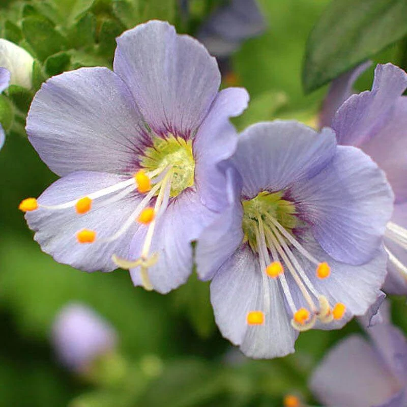 'Heavenly Habit' Jacob's Ladder 'Heavenly Habit' Jacob's Ladder -Great Garden Plants Shop polemonium heavenly habit 3 sw