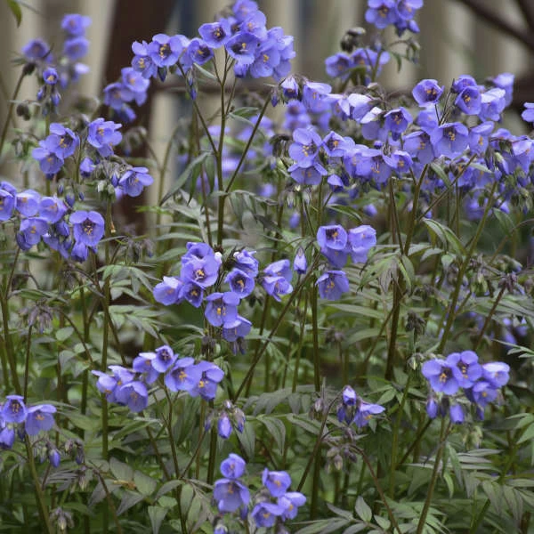 'Heaven Scent' Jacob's Ladder 'Heaven Scent' Jacob's Ladder -Great Garden Plants Shop polemonium jacobsladder heavenscent 2