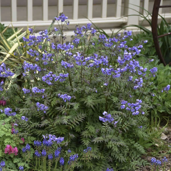'Heaven Scent' Jacob's Ladder 'Heaven Scent' Jacob's Ladder -Great Garden Plants Shop polemonium jacobsladder heavenscent 3