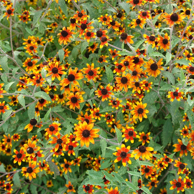 'Prairie Glow' Brown-Eyed Susan (Rudbeckia) 'Prairie Glow' Brown-Eyed Susan (Rudbeckia) -Great Garden Plants Shop prairie glow brown eyed susan