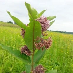 Prairie Milkweed