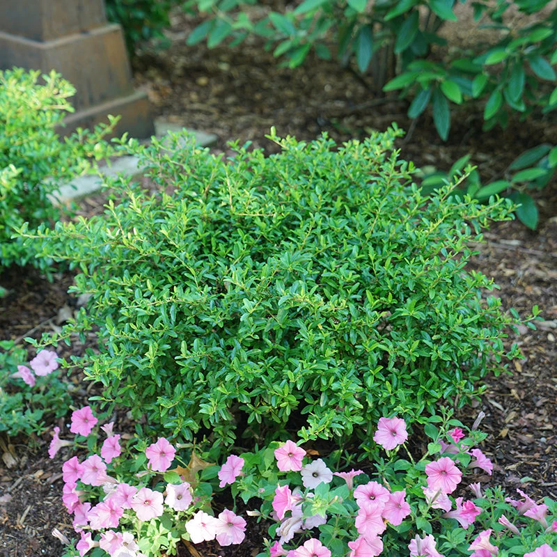 Juke Box® Pyracomeles Juke Box® Pyracomeles -Great Garden Plants Shop pyracomeles juke box 1