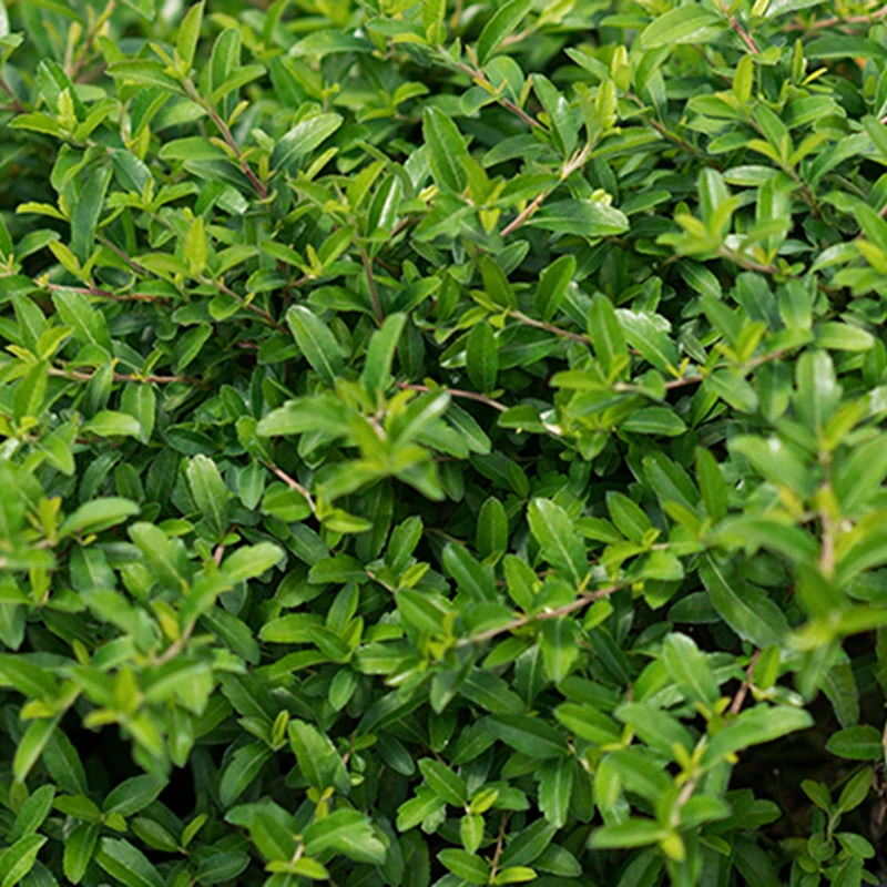 Juke Box® Pyracomeles Juke Box® Pyracomeles -Great Garden Plants Shop pyracomeles juke box 2