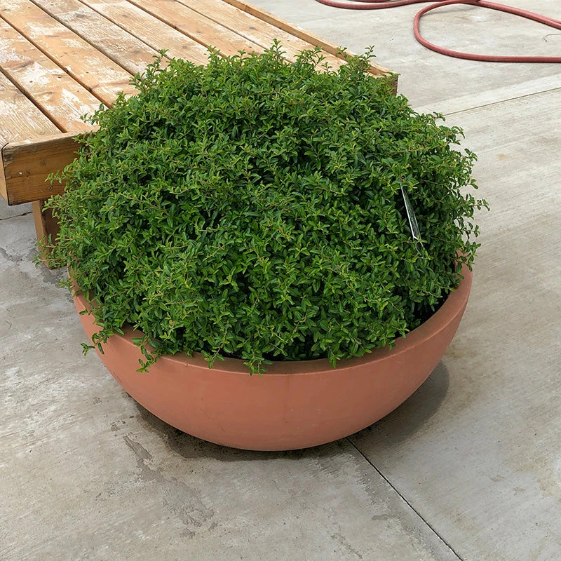 Juke Box® Pyracomeles Juke Box® Pyracomeles -Great Garden Plants Shop pyracomeles juke box 3