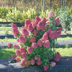 Quick Fire Fab® Panicle Hydrangea 2 Quick Fire Fab® Panicle Hydrangea -Great Garden Plants Shop quick fire fab panicle hydrangea 1