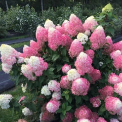 Quick Fire Fab® Panicle Hydrangea 3 Quick Fire Fab® Panicle Hydrangea -Great Garden Plants Shop quick fire fab panicle hydrangea 2