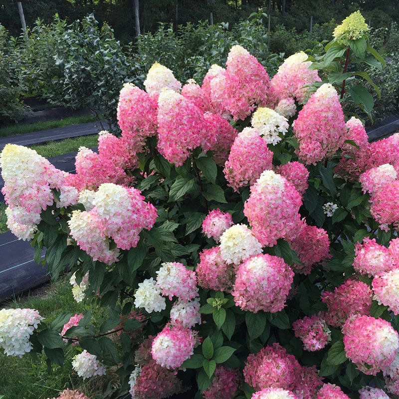 Quick Fire Fab® Panicle Hydrangea Quick Fire Fab® Panicle Hydrangea -Great Garden Plants Shop quick fire fab panicle hydrangea 2