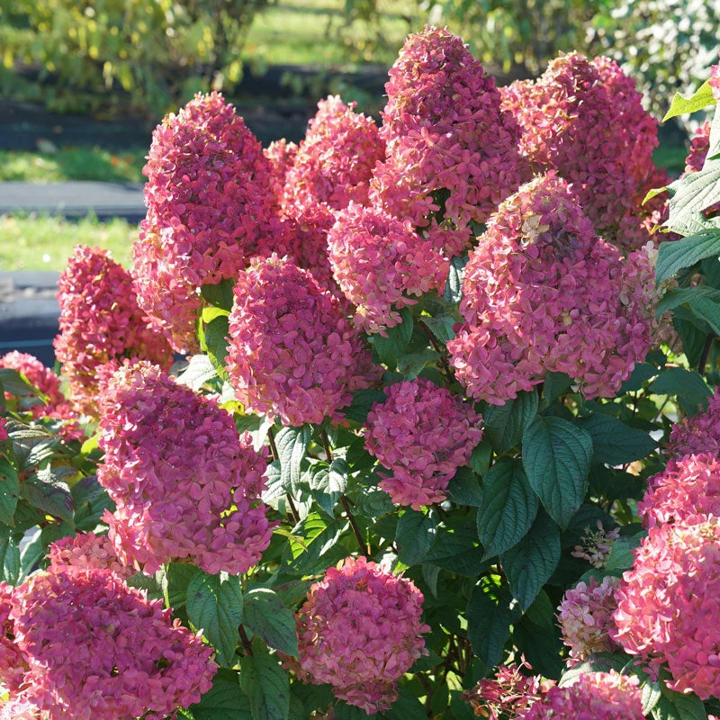Quick Fire Fab® Panicle Hydrangea Quick Fire Fab® Panicle Hydrangea -Great Garden Plants Shop quick fire fab panicle hydrangea 3