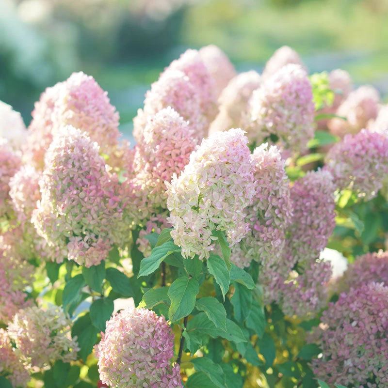 Quick Fire Fab® Panicle Hydrangea Quick Fire Fab® Panicle Hydrangea -Great Garden Plants Shop quick fire fab panicle hydrangea 4