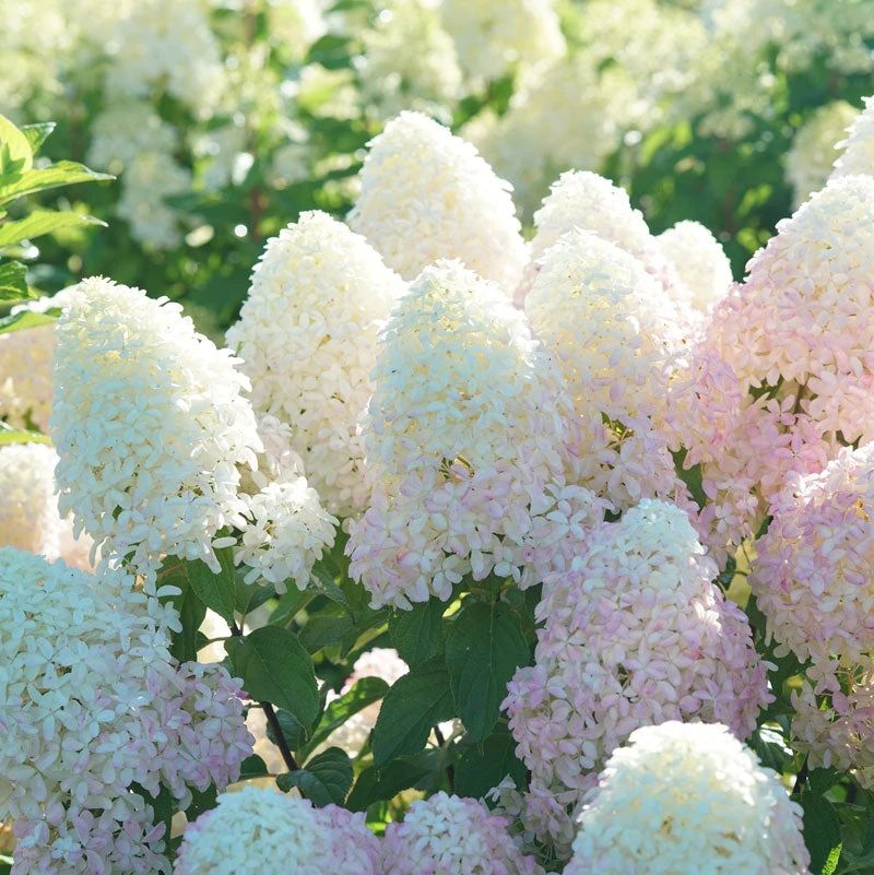 Quick Fire Fab® Panicle Hydrangea Quick Fire Fab® Panicle Hydrangea -Great Garden Plants Shop quick fire fab panicle hydrangea 5
