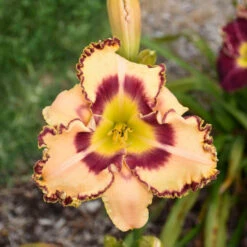 Rainbow Rhythm® 'King Of The Ages' Daylily -Great Garden Plants Shop rainbow rhythm king of the ages daylily 2