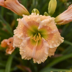 Rainbow Rhythm® 'Orange Smoothie' Daylily -Great Garden Plants Shop rainbow rhythm orange smoothie daylily 2