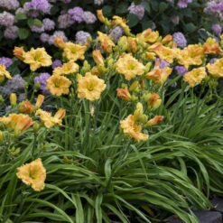 Rainbow Rhythm® 'Orange Smoothie' Daylily -Great Garden Plants Shop rainbow rhythm orange smoothie daylily 3