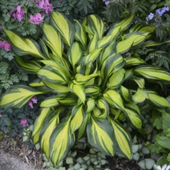 'Rainbow's End' Hosta -Great Garden Plants Shop rainbows end hosta 5